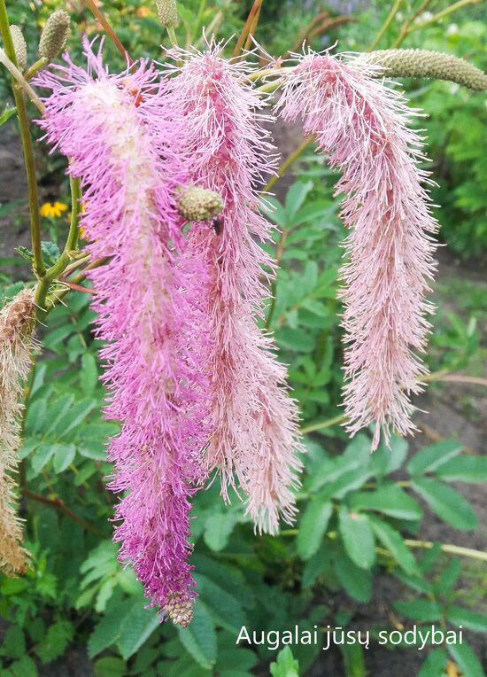 Kraujalakė (Sanguisorba) 'Lilac Squirrel'